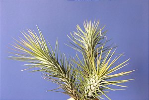 Tillandsia funkeana Var. Recurvifolia (Air Plant)