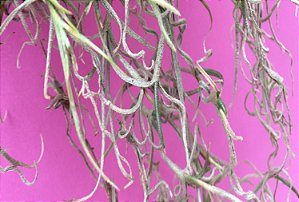 Tillandsia usneoides Var Retorta (Air Plant)