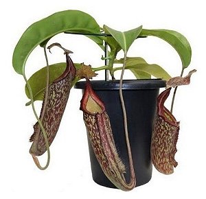 Nepenthes maxima (Planta Carnivora)