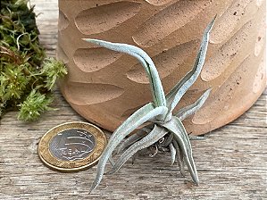 Tillandsia durati Var Minima