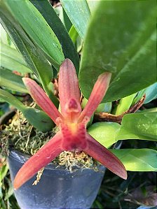 Maxillaria variabilis