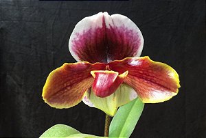 Paphiopedilum Winston Churchil