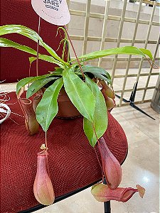 Nepenthes xVentrata "Monkey Jars" (Planta carnívora)