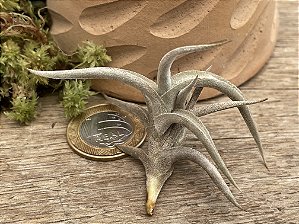 Tillandsia erecta (Air Plant)