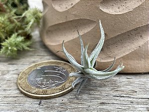 Tillandsia retangula (Air Plant)