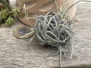 Tillandsia bandensis (Air Plant)