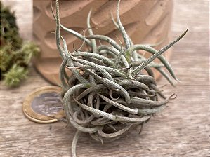 Tillandsia retorta (Air Plant)