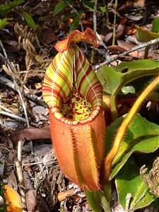 Nepenthes veitchii (Candy x Candy F1) (Planta Carnívora)