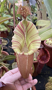 Nepenthes veitchii "G. Murud" x N. eymae (Planta Carnívora)