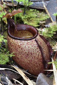 Nepenthes leonardoi "Mt. Shumkat" (Planta Carnívora)