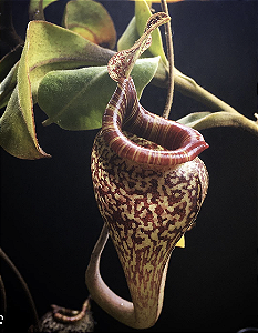 Nepenthes vogelli (Planta Carnívora)