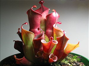 Heliamphora pulchela "Churi Tepui" (Planta Carnívora)