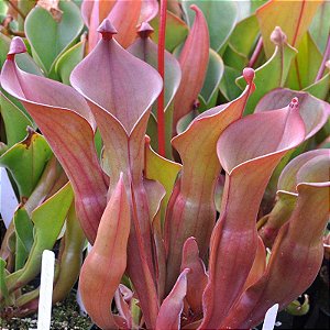 Heliamphora nutans 'Roraima" (Planta Carnívora)