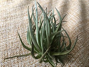 Tillandsia argentina (Air Plant)