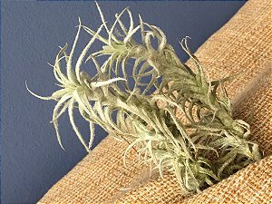 Tillandsia stellifera (Air Plant)