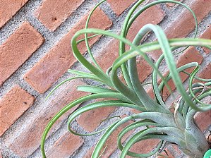 Tillandsia caput-medusae x brachycaulos (Air Plant)