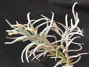 Tillandsia mollis (Air Plant)