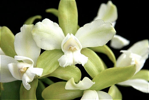 Cattleya leopoldi Alba Trilabelo" x self  (Orquídea)