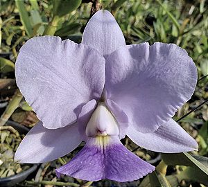 Cattleya walkeriana "Coerulea Helena"x Coerulea A15"  (Orquídea)