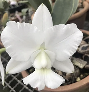 Cattleya walkeriana "Alba Dayane Wenzel x "(Marina x JK)"  (Orquídea)
