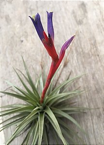 Tillandsia espinosae (Air Plant)