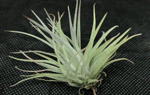 Tillandsia hondurensis (Air Plant)