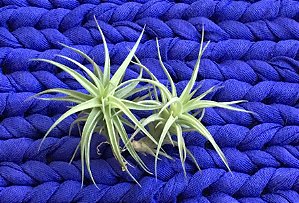 Tillandsia bergeri Var Mini. (Air Plant)