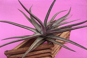 Tillandsia xipioides (Air Plant)