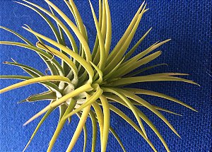 Tillandsia ionantha Var Druid (Air Plant)