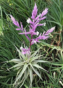 Tillandsia cacticola Hibrida (Air Plant)