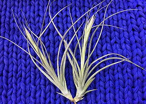 Tillandsia schiediana x Baileyii (Air Plant)