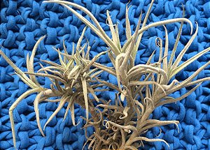 Tillandsia paleacea Var Menor (Air Plant)