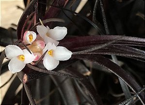 Tillandsia Tenuifolia Var Amethystina (Air Plant)