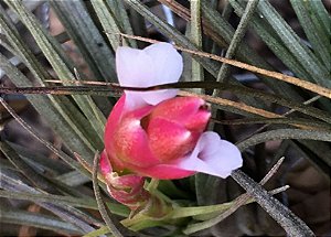 Tillandsia milagrensis (Air Plant)