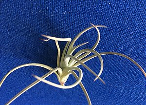 Tillandsia toropiensis (Air Plant)