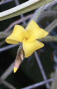 Tillandsia crocata (Air Plant)