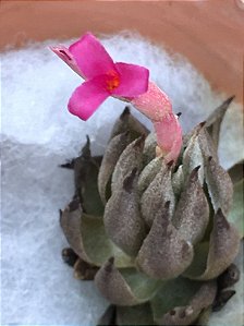 Tillandsia reclinata (Air Plant)