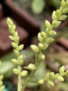 Catopsis Ssp (Clone 1- Guatemala)