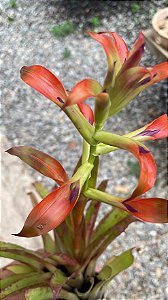 Tillandsia leoboldiana