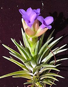 Tillandsia neglecta (Air Plant)