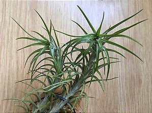 Tillandsia arajuei (Air Plant)