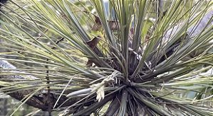 Tillandsia remota "Quetzaltepeque" (Air Plant)