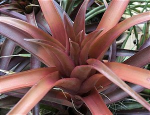 Tillandsia capitata "Sonora" (Air Palnt)