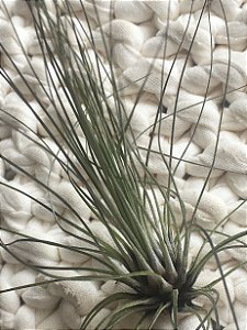 Tillandsia filifolia (Air Plant)