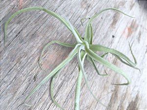 Tillandsia reichembachii (Air Plant)