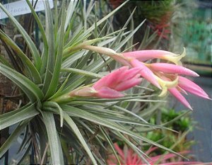 Tillandsia jucunda (Air Plant)