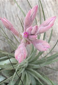 Tillandsia SP (RJ T-229) (Air Plant)