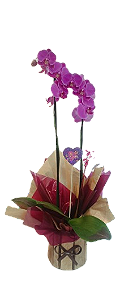 Orquídea Phalaenopsis com 2 Hastes – Elegância em Cada Detalhe