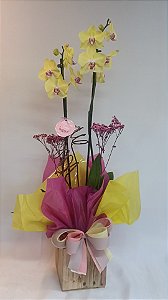 Orquídea Phalaenopsis com 2 Hastes – Elegância em Cada Detalhe