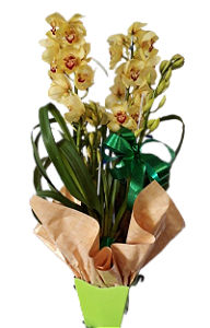 Orquidia cimbidium
